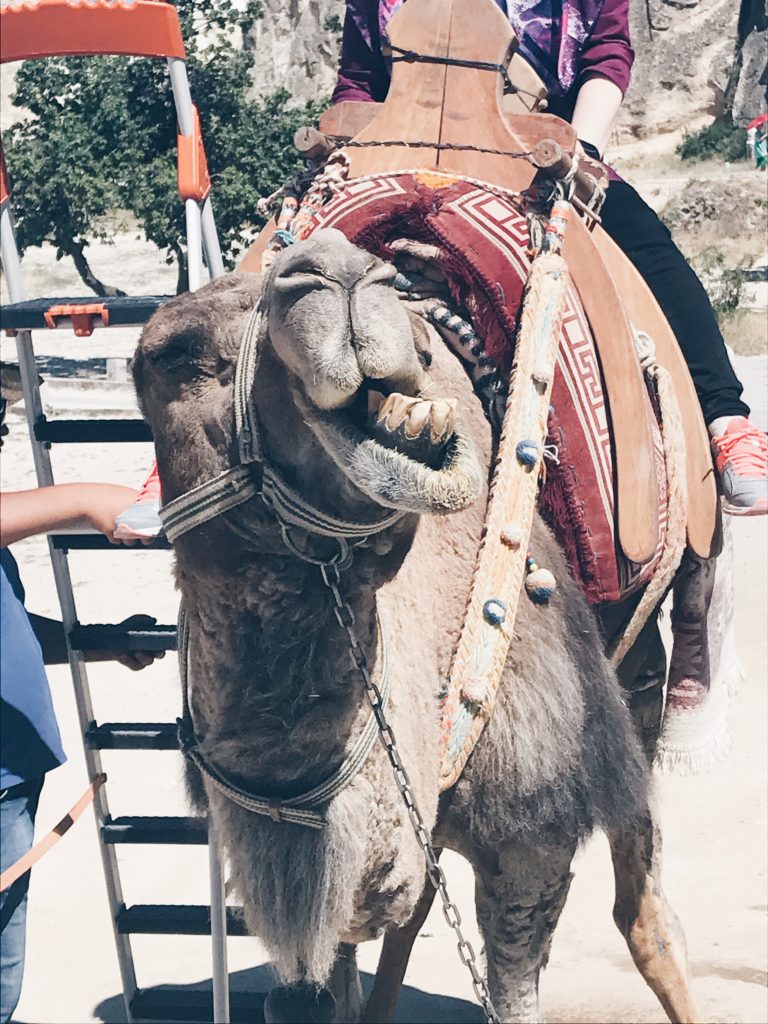 camel in cappadocia 10 day turkey guide